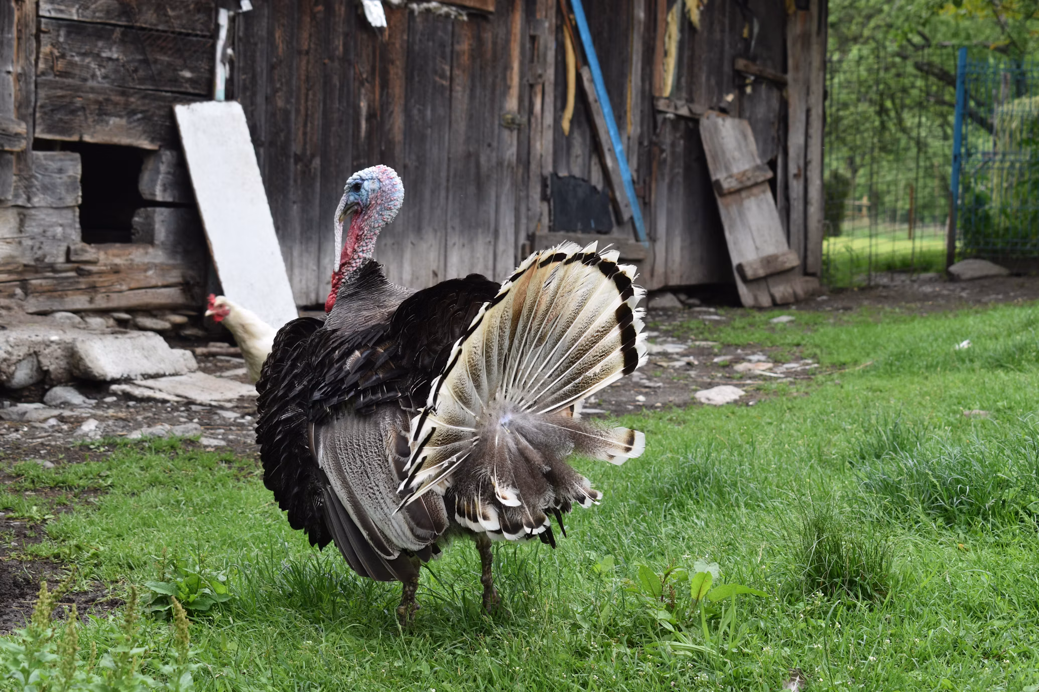 Turkeys